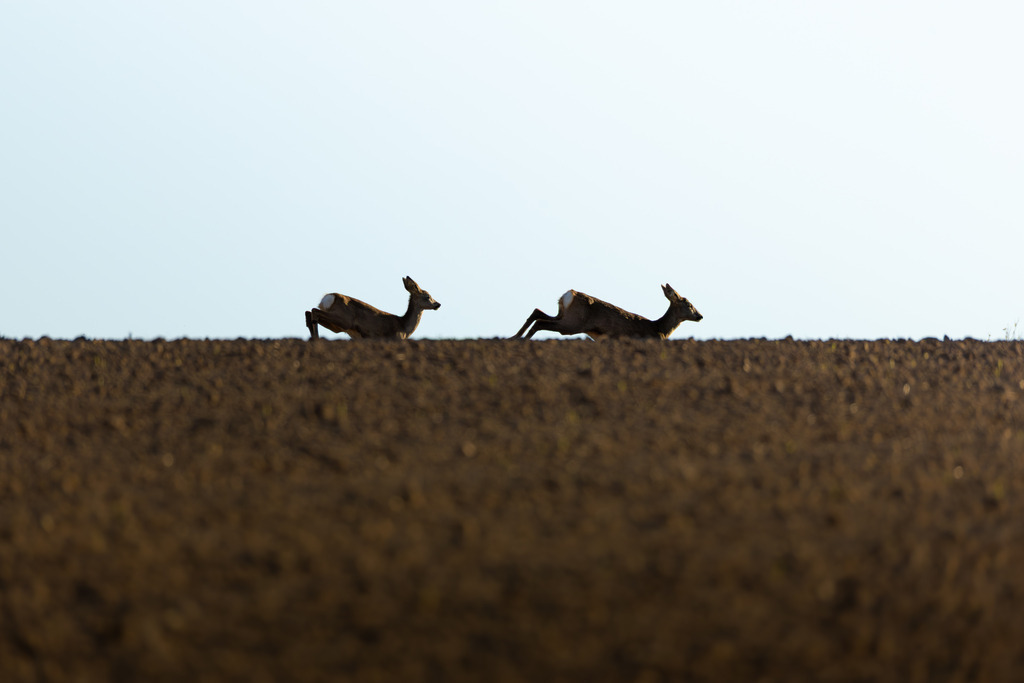 Das Reh | Das Reh (Capreolus capreolus) ist die häufigste und zugleich kleinste Hirschart in Europa und gilt als die am weitesten verbreitete Schalenwildart. Es gehört zur Familie der Hirsche (Cervidae) und bildet zusammen mit Elch und Rentier die Gruppe der Trughirsche. Man unterscheidet das Europäische Reh, das Sibirische Reh und das Mandschurische Reh. Die Tiere sind von graziler, schlanker Statur. Ein ausgewachsenes Reh erreicht eine Schulterhöhe von etwa 60 bis 80 Zentimetern und ein Gewicht zwischen 15 und 30 Kilogramm. Das Männchen wird als Rehbock, das Weibchen als Ricke oder Geiß bezeichnet. Die Jungen sind die Kitze. - Realisiert mit Pictrs.com