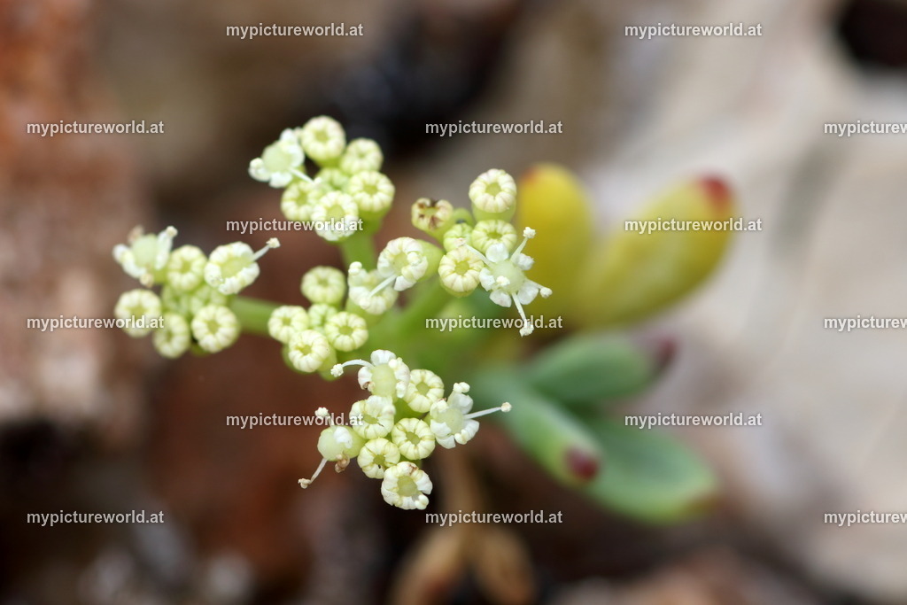 Meerfenchel-002 | Das Bilderarchiv über Tiere, Planzen und Landschaften. In der Bilddatenbank finden Sie ein große Auswahl an hochwertigen Bilder für Ihre Werbung - Realized with Pictrs.com