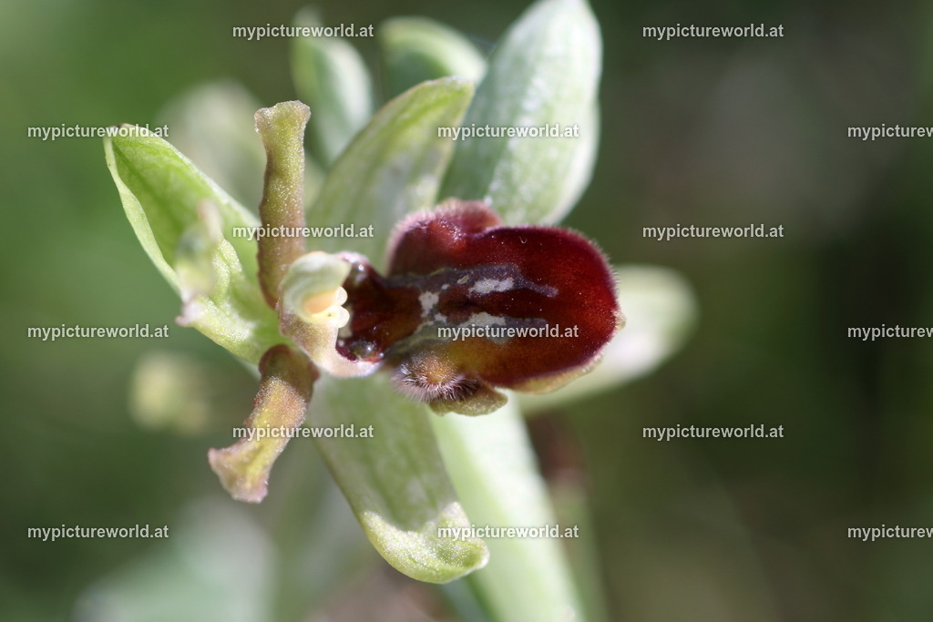 Spinnenragwurz-085 | Das Bilderarchiv über Tiere, Planzen und Landschaften. In der Bilddatenbank finden Sie ein große Auswahl an hochwertigen Bilder für Ihre Werbung - Realisiert mit Pictrs.com