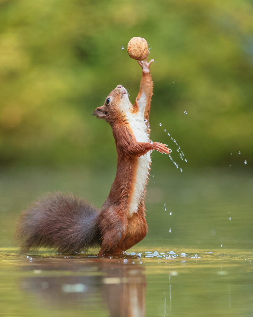 Wandbild - Der freudige Fang des Eichhörnchen | Dieses entzückende Bild zeigt ein lebendiges Eichhörnchen, das in einem flachen Gewässer steht und mit ausgestreckter Pfote eine Walnuss in der Luft fängt. Die Szene ist voller Bewegung und Lebendigkeit, wobei Wassertropfen um das Tier herum spritzen und die Freude und Energie des Moments einfangen. Der Hintergrund ist eine sanfte, grüne Unschärfe, die das Eichhörnchen und seine Beute in den Vordergrund rückt und die Aufmerksamkeit des Betrachters auf das Hauptmotiv lenkt. Diese Aufnahme vereint spielerische Lebendigkeit und natürliche Schönheit in einem perfekten Moment.
