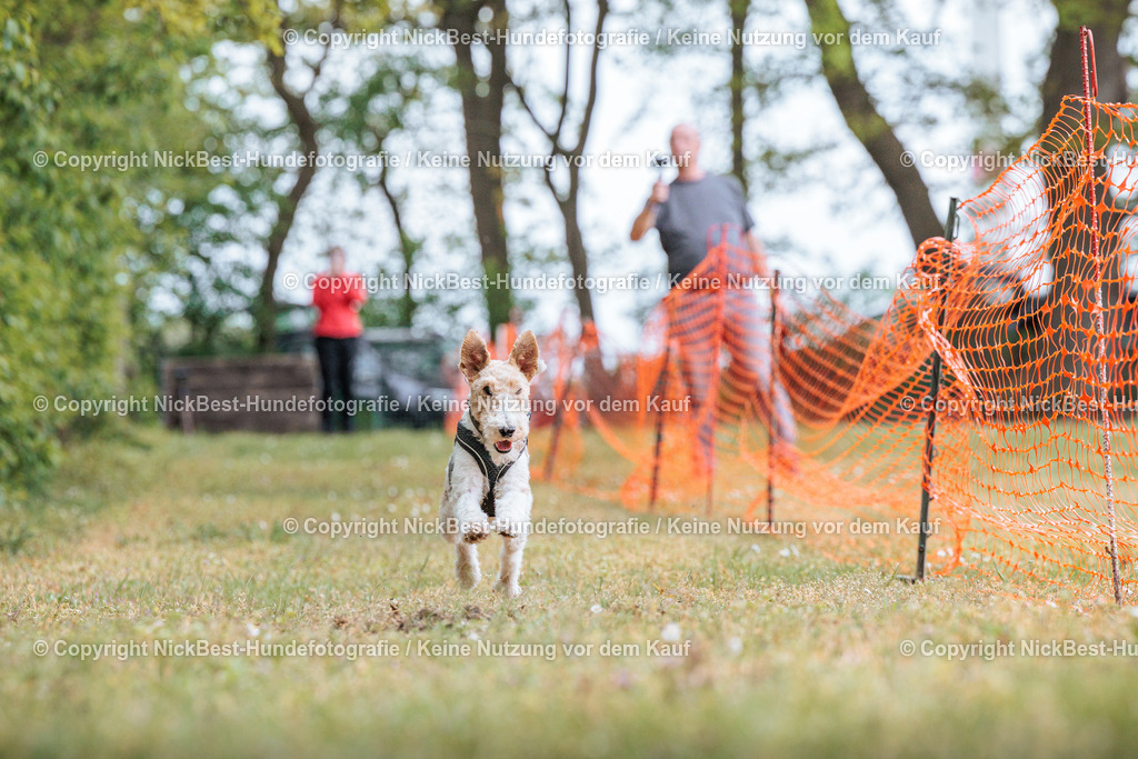 Sage Hunderennen Frühlingsfest-2026-Nickbest-Hundefotografie-0618 | Dein Hund! Dein Moment! Deine Erinnerungen! Hundefotografie in Bremen Blumenthal. Ich fange die besonderen Momente deines Vierbeiners ein – ob Indoor mit Blitzanlage oder in der freien Natur. Sicher dir dein Moment und dein Termin für eure Erinnerungen.