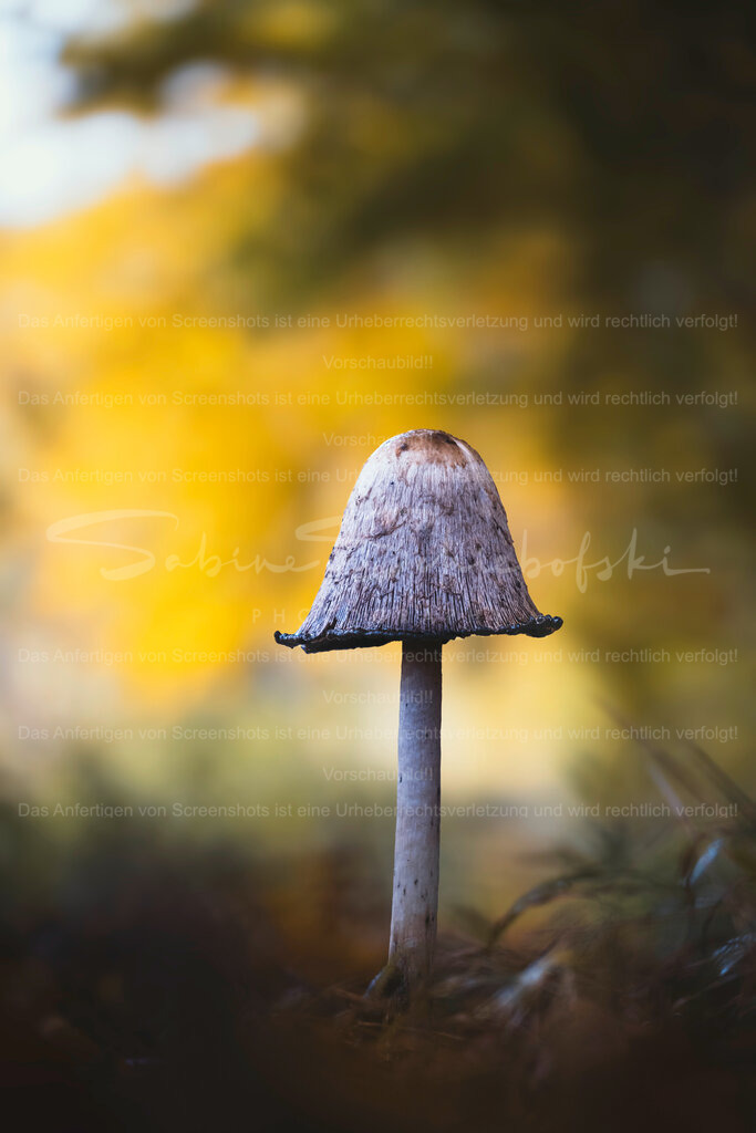 Tintling im warmen Herbstlicht | Exklusive Naturfotografie für stilvolle Wanddekoration ★ Premium Wandbilder Made in Germany ✔️ FineArt Drucke & Downloads ✔️ Brillante Farben, höchste Qualität & weltweiter Versand ✔️ - Realisiert mit Pictrs.com