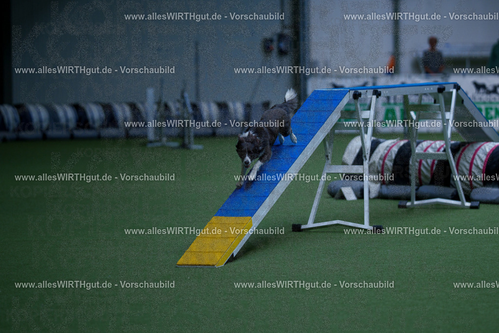 @allesWIRTHgut_Tierfotografie - www.allesWIRTHgut.de - 2604261121-7R509674 | Professionelle Tierfotografie in Mönchengladbach von Daniel Wirth (allesWIRTHgut). Liebevolle & natürliche Bilder von Hunden & Katzen für unvergessliche Erinnerungen.