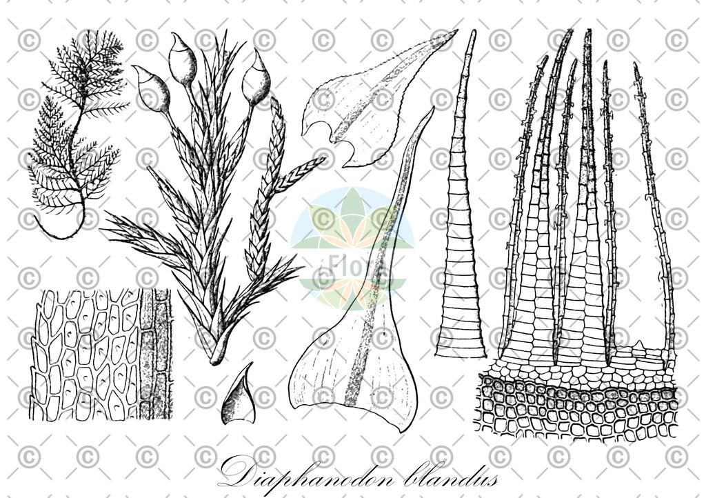HistAbb_wfo-0000644673_1_ENZY_Simple | Historische Abbildung von Diaphanodon blandus - Meteoriaceae | Historical Illustration of Diaphanodon blandus - Meteoriaceae