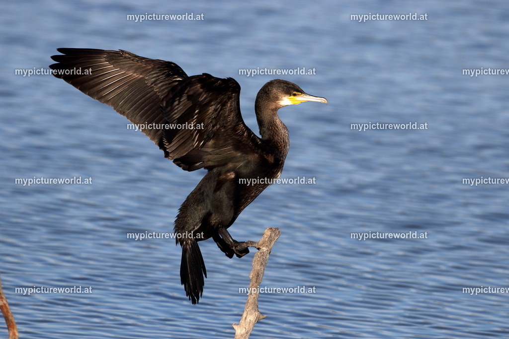 Kormoran-118 | Das Bilderarchiv über Tiere, Planzen und Landschaften. In der Bilddatenbank finden Sie ein große Auswahl an hochwertigen Bilder für Ihre Werbung - Realisiert mit Pictrs.com