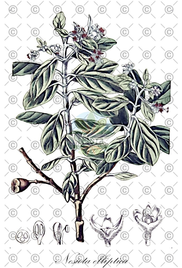 HistAbb_wfo-0001215526_1_ENZY_Simple | Historische Abbildung von Nesiota elliptica - Rhamnaceae | Historical Illustration of Nesiota elliptica - Rhamnaceae