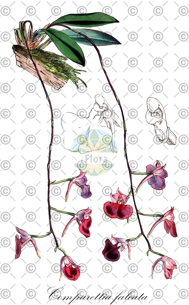 HistAbb_wfo-0000617606_1_ENZY_Simple | Historische Abbildung von Comparettia falcata - Orchidaceae | Historical Illustration of Comparettia falcata - Orchidaceae