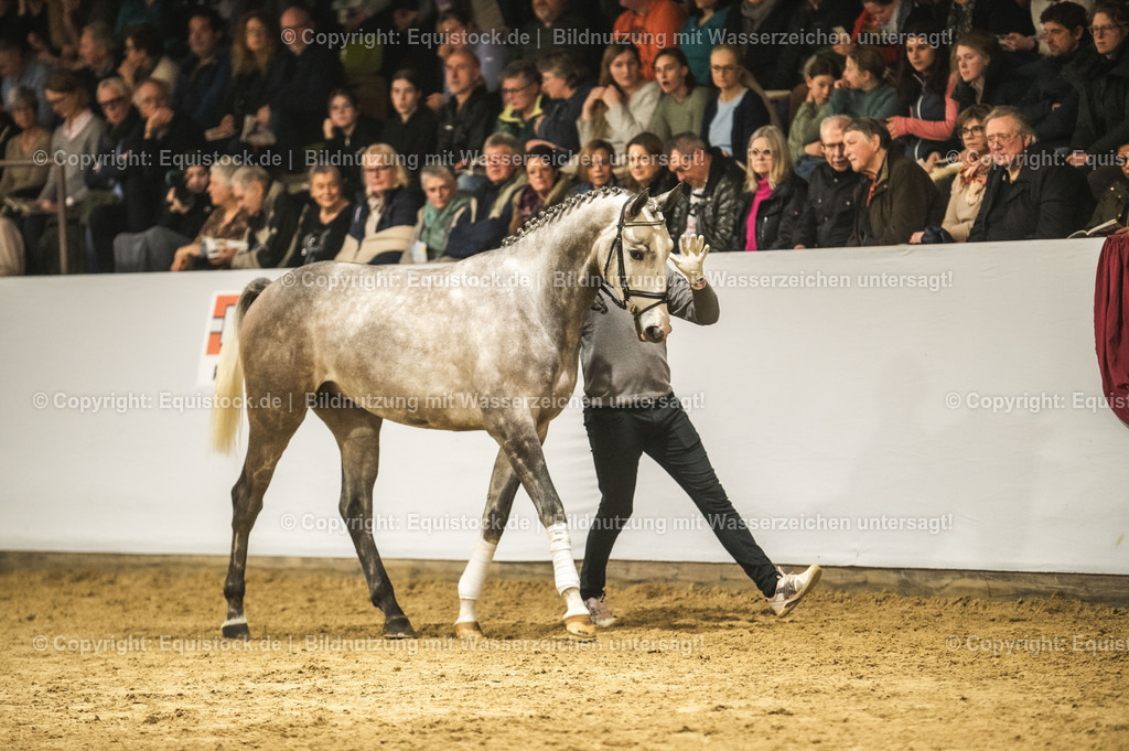 20240302_Hengstvorstellung_Marbach_TOMsPiC_0968 | equistock
