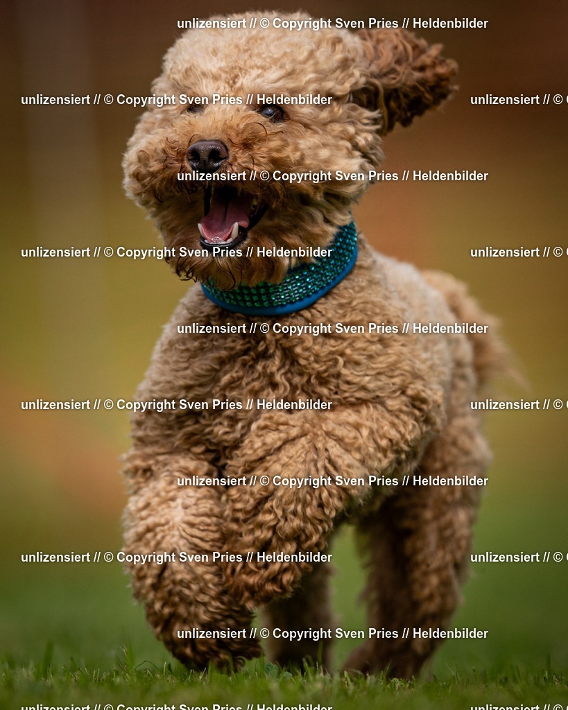 Sven Pries | 2024-09-22 - Hunderennen Baden-BadenPudelverein - Realisiert mit Pictrs.com