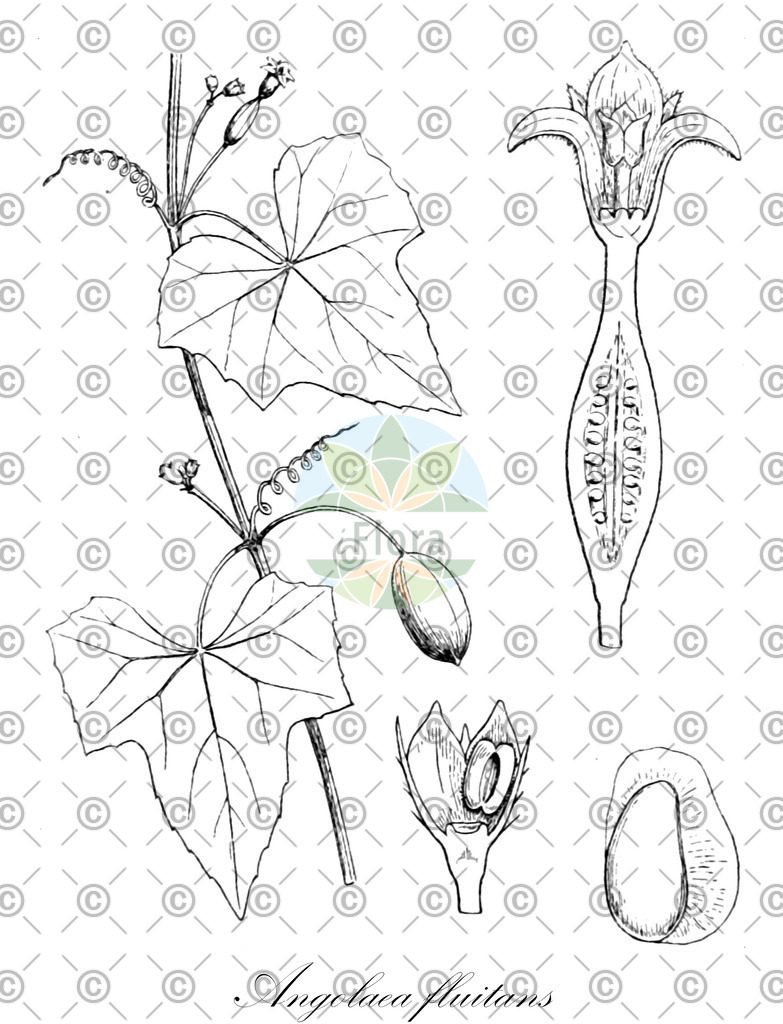 HistAbb_wfo-0000536542_253_ENZY_Simple | Historische Abbildung von Angolaea fluitans - Podostemaceae | Historical Illustration of Angolaea fluitans - Podostemaceae