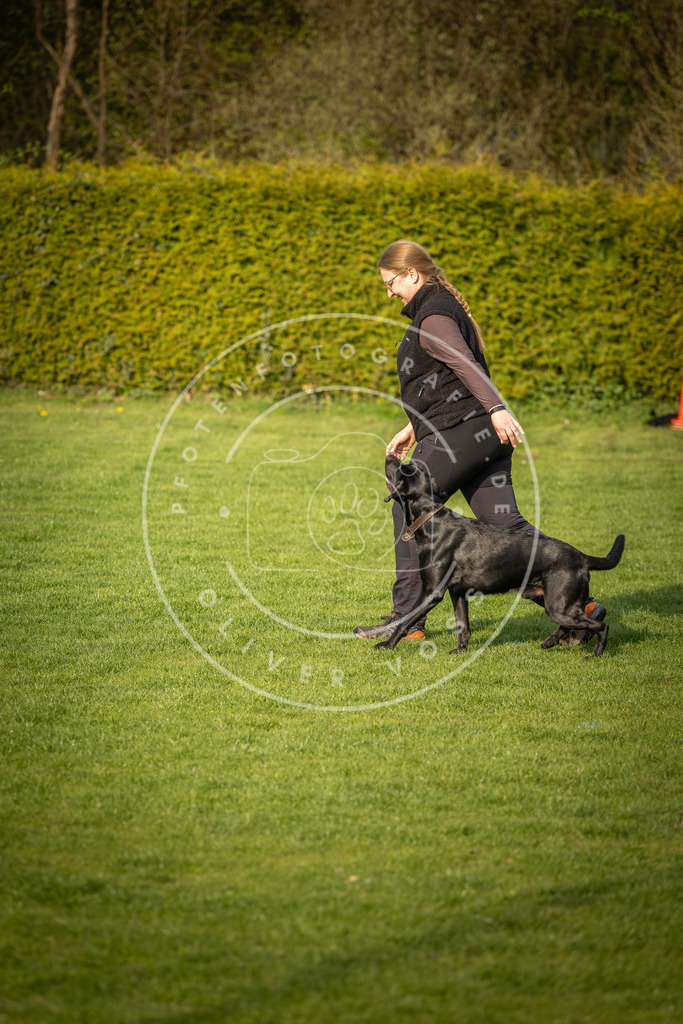 Pfotenfotografie_DV3A4758 | Hundefotografie, Tierfotograf, Pfotenfotografie, Fotoshooting Hund, Hunde Portrait, Hundesport, Hundeportraits, Heideshooting, Hunde, Sportfotograf, Hundefotograf, Turnierhundsport, THS,  - Realisiert mit Pictrs.com