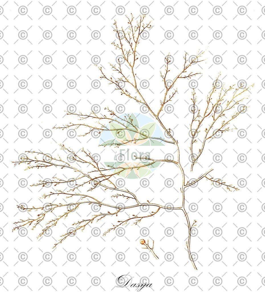 HistAbb_3ZXY_3_ENZY_Simple | Historische Abbildung von Dasya - Dasyaceae (0) | Historical Illustration of Dasya - Dasyaceae (0)