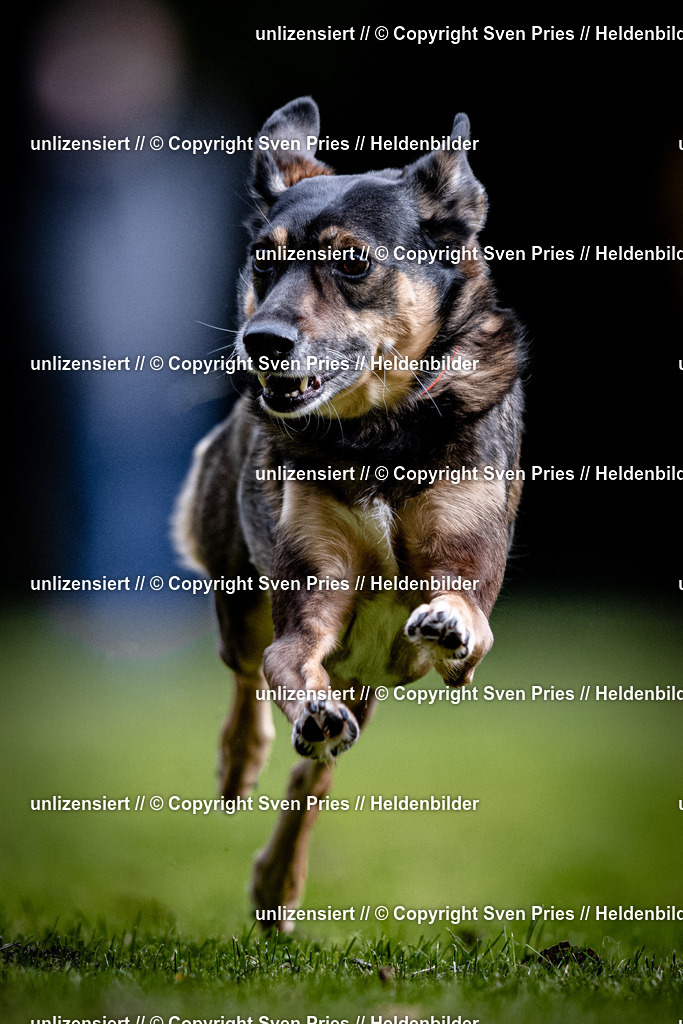 Sven Pries | 2025-10-03 - Hunderennen Obergrombach - Realisiert mit Pictrs.com