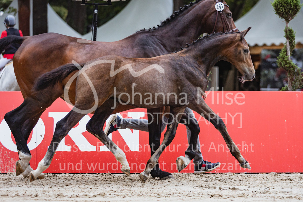 220910_OWLCh_Fohlen-305 | Deine schönsten Turniermomente als professionelle Fotos! Entdecke hochwertige Pferdesport-Fotografie im Online-Shop. Jetzt Fotos finden & bestellen!