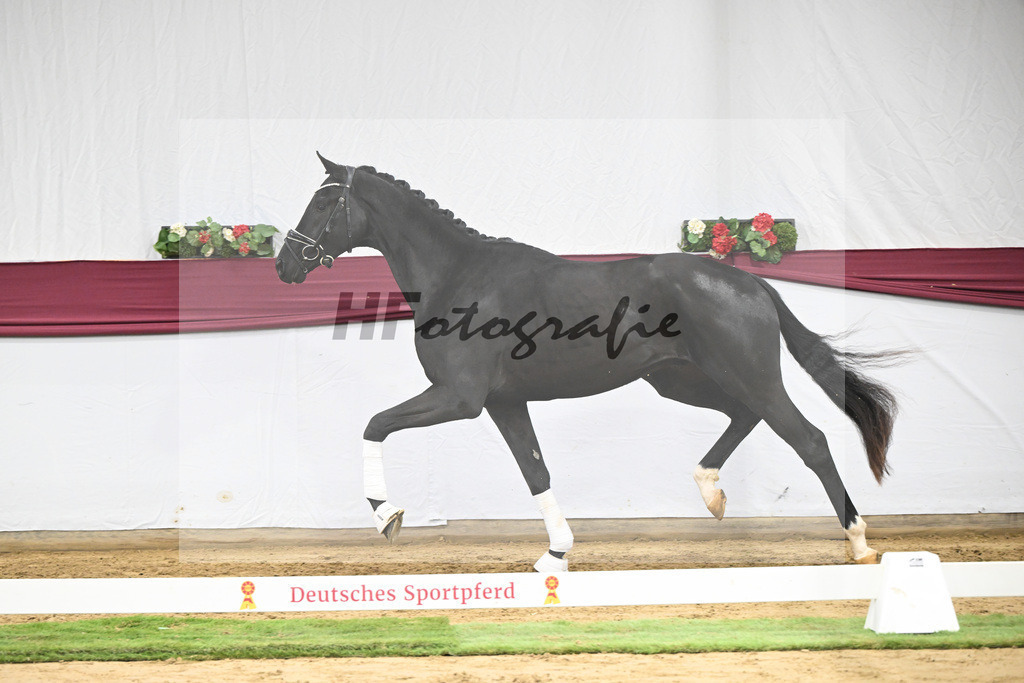 Kat-Nr. 65 Zalando x Fuerstenball_Gestuet Dobel_47252462 | hf-fotografie - Realisiert mit Pictrs.com