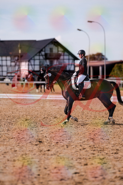 2026_10_03_Siefer-Hof_132604_Z81_78730014 | Professionelle Reitsport-, Turnier- und Eventfotografie von Robert Broda. Galerien mit ausgewählten und bearbeiteten Bildern direkt online ansehen und bestellen.