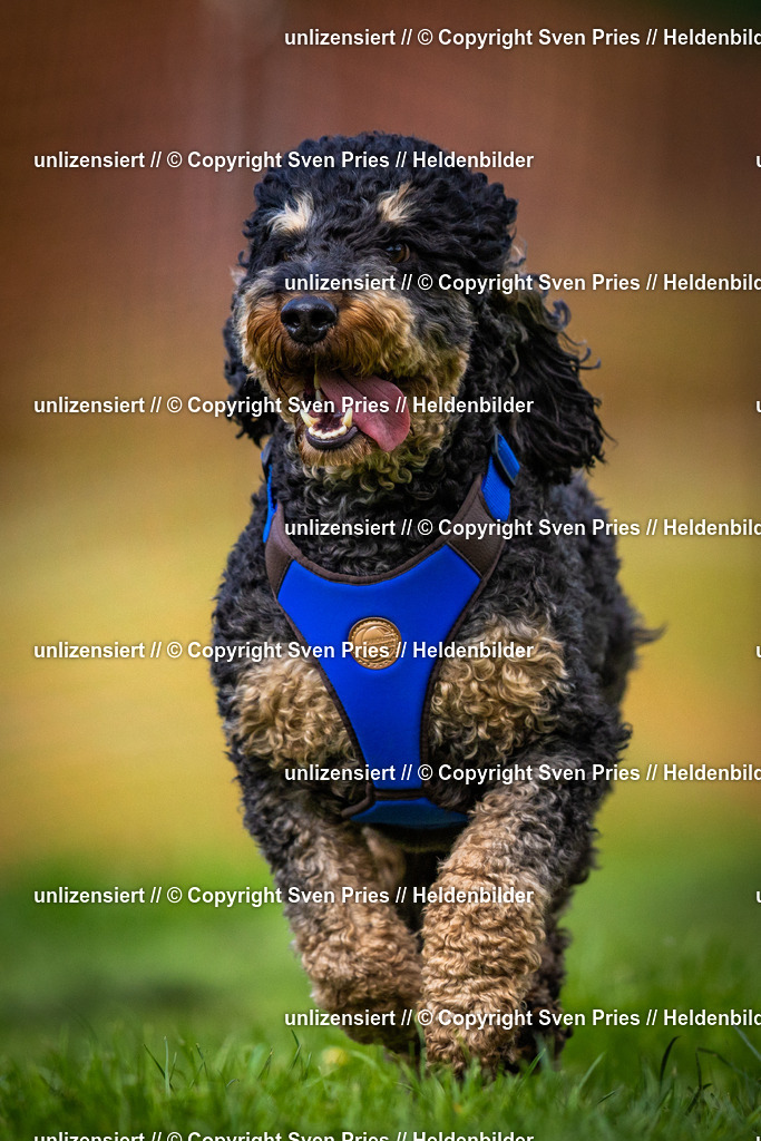 Sven Pries | 2025-04-13 - Hunderennen Baden-Baden - Realisiert mit Pictrs.com