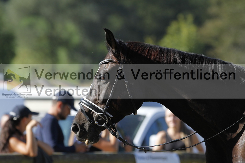 _MG_4875 | equestrian-live-com