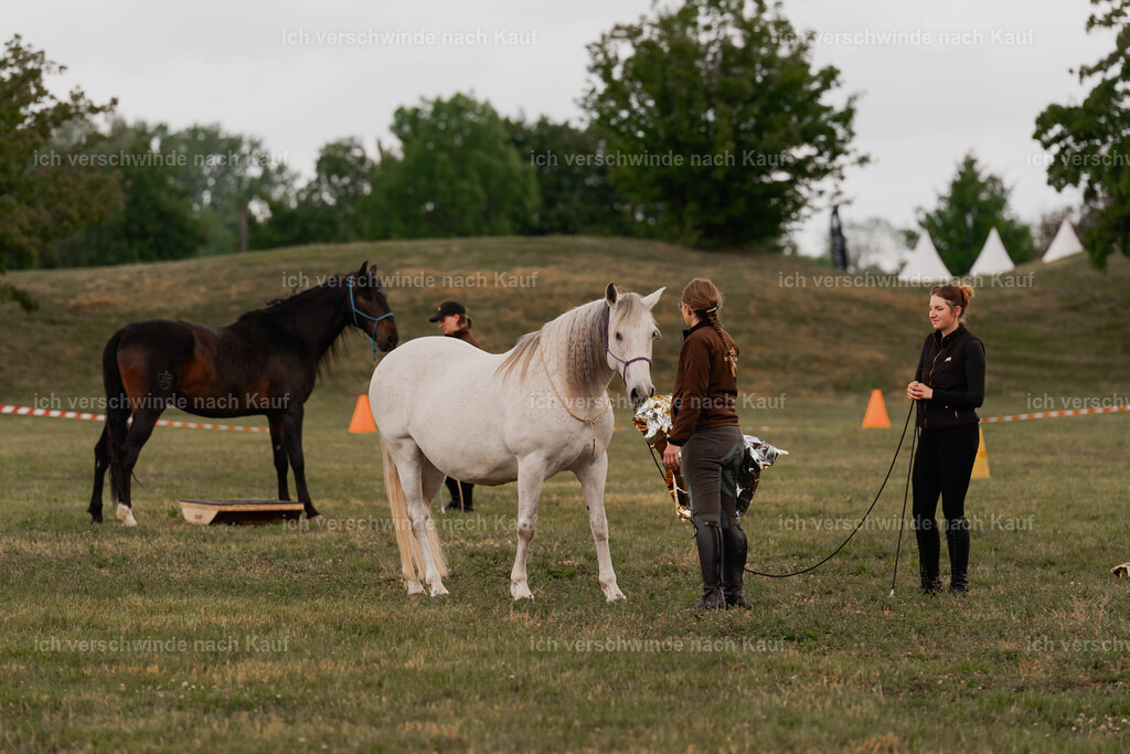 Showprogramm-29 | working equitationturnier fotograf videograf stoibphotography marixx film working equitation deutschland reitsport turnierfotografie eventfotografie equestrian events