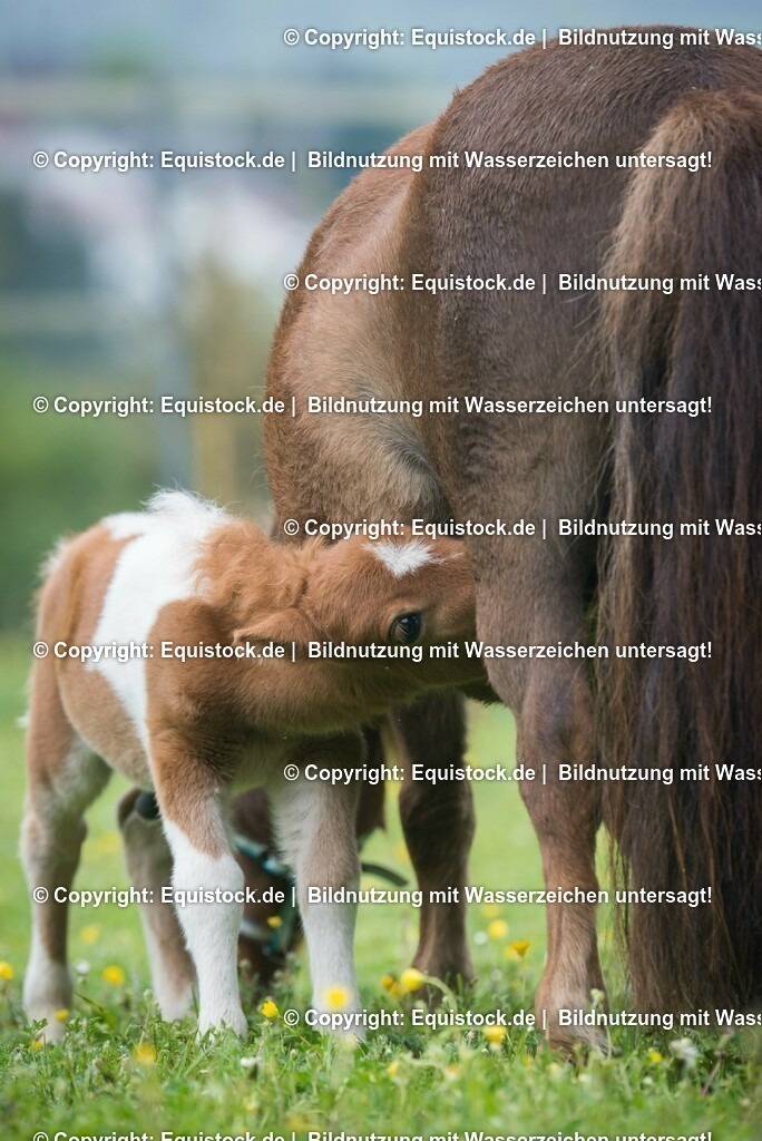 20150502_Fohlen_0008 | equistock