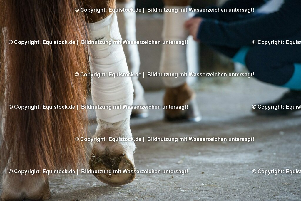 20160120_Bandagieren_0007 | equistock
