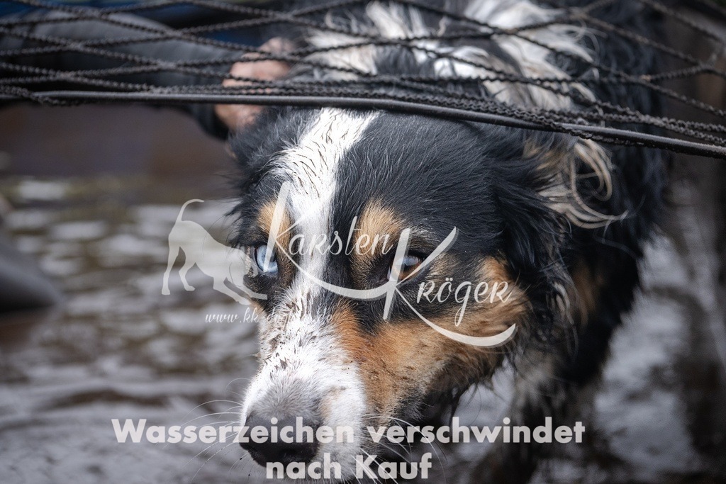_ZZ93394 | kk-dogfotos