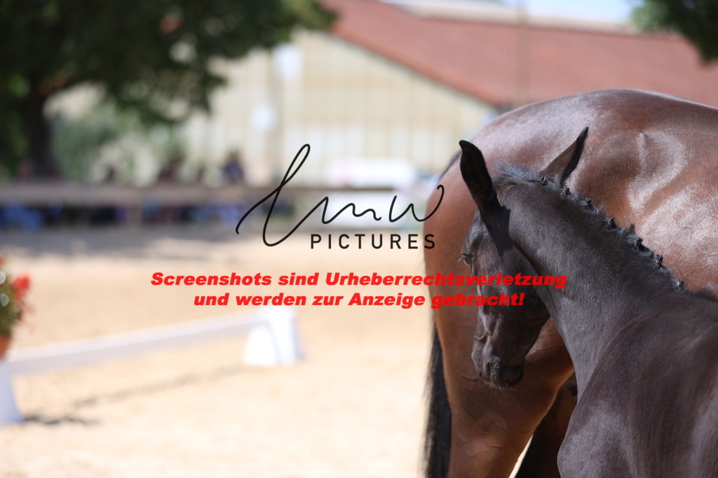 Fohlenschau_Schwäbisch_Hall_springbetonte_Fohlen_KN 34_15 | lmwpictures - Realisiert mit Pictrs.com