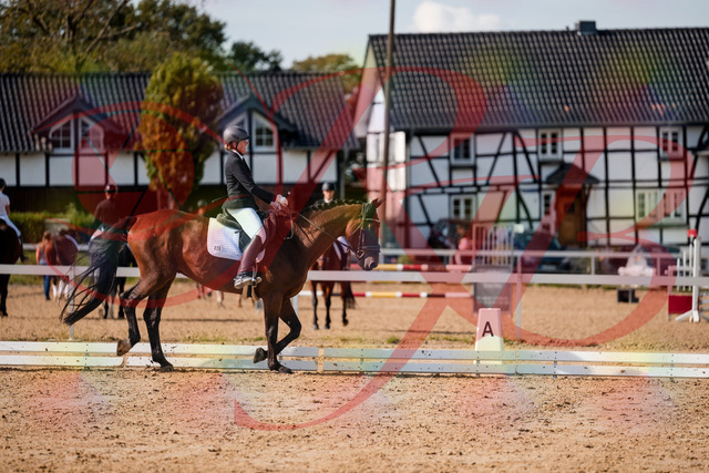2026_10_03_Siefer-Hof_130500_Z63_68139013 | Professionelle Reitsport-, Turnier- und Eventfotografie von Robert Broda. Galerien mit ausgewählten und bearbeiteten Bildern direkt online ansehen und bestellen.