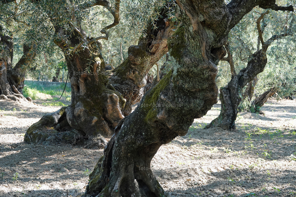 Stories of the Ancient Olive Trees | Ancient Olive Trees