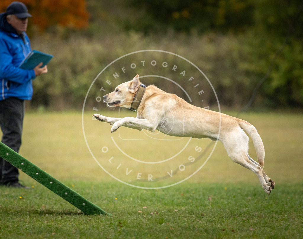 Pfotenfotografie_DV3A0347 | Hundefotografie, Tierfotograf, Pfotenfotografie, Fotoshooting Hund, Hunde Portrait, Hundesport, Hundeportraits, Heideshooting, Hunde, Sportfotograf, Hundefotograf, Turnierhundsport, THS,  - Realisiert mit Pictrs.com