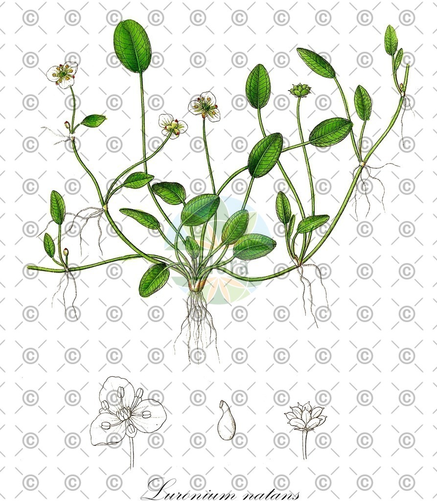 HistAbb_wfo-0000362399_1_ENZY_Simple | Historische Abbildung von Luronium natans - Alismataceae (Schwimmendes Froschkraut) | Historical Illustration of Luronium natans - Alismataceae