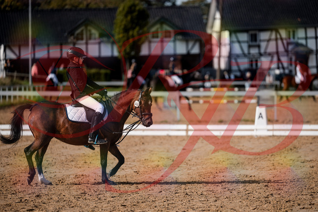 2026_10_03_Siefer-Hof_122138_Z63_45406796 | Professionelle Reitsport-, Turnier- und Eventfotografie von Robert Broda. Galerien mit ausgewählten und bearbeiteten Bildern direkt online ansehen und bestellen.