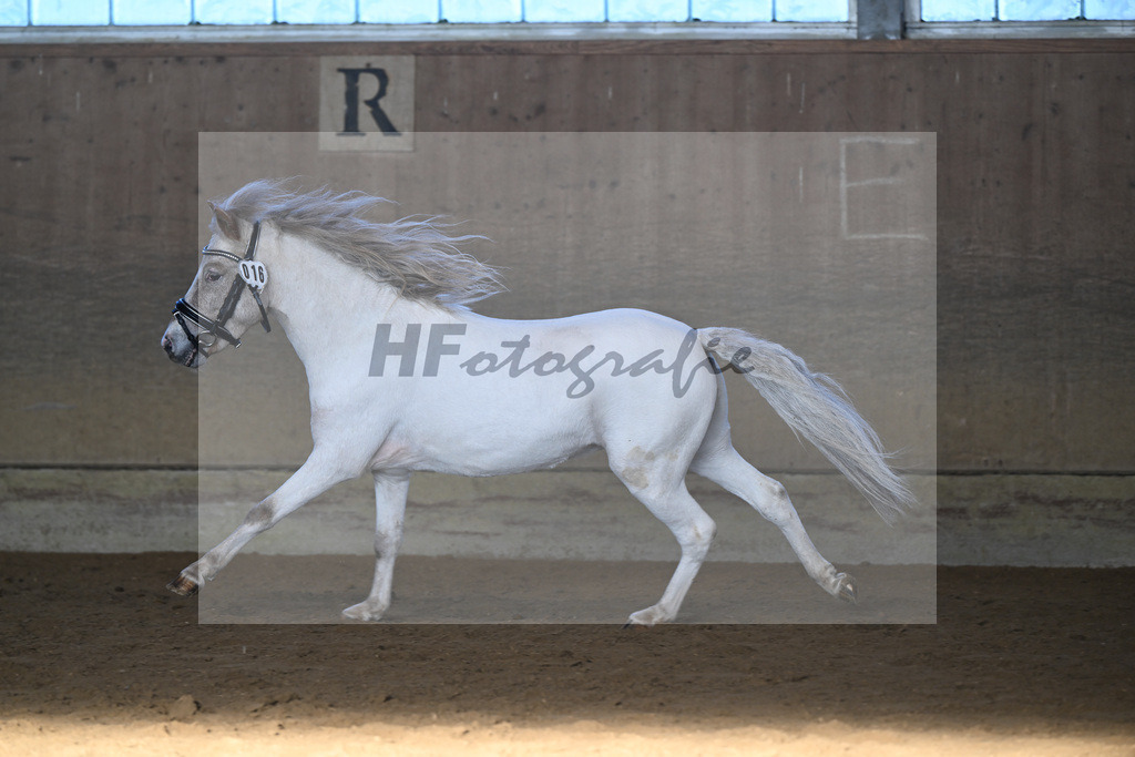 Kat-Nr. 16 Amigo vom Elbseetal v. Golden Wonder  v h Houbenhof_Koldas_49250719 | hf-fotografie - Realisiert mit Pictrs.com