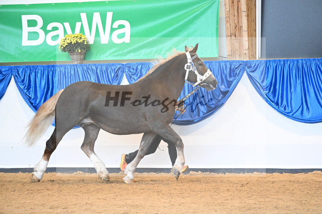 Kat-Nr. 88 Esmeralda S_Schelle_53220510 | hf-fotografie - Realizzato con Pictrs.com