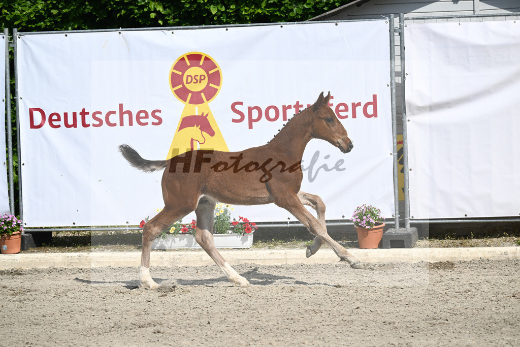 Kat-Nr. 40 HF Kassander vant Roosakker_Wagner_12231258 | hf-fotografie - Realizzato con Pictrs.com