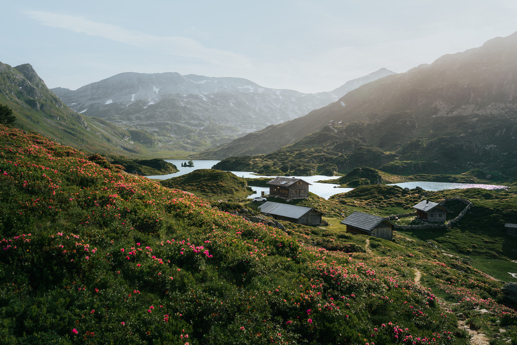 Giglachseen | Erikablüte bei den Giglachseen in den niederen Tauern.  - Realisiert mit Pictrs.com