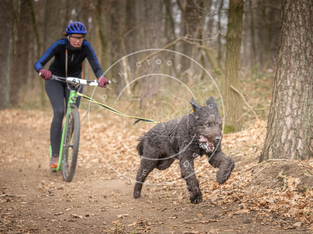 Pfotenfotografie_DV3A6874 | Hundefotografie, Tierfotograf, Pfotenfotografie, Fotoshooting Hund, Hunde Portrait, Hundesport, Hundeportraits, Heideshooting, Hunde, Sportfotograf, Hundefotograf, Turnierhundsport, THS,  - Realisiert mit Pictrs.com
