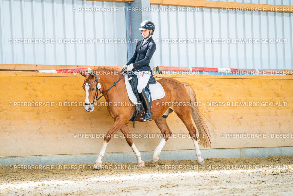 DSC08186 | Pferdegrafie