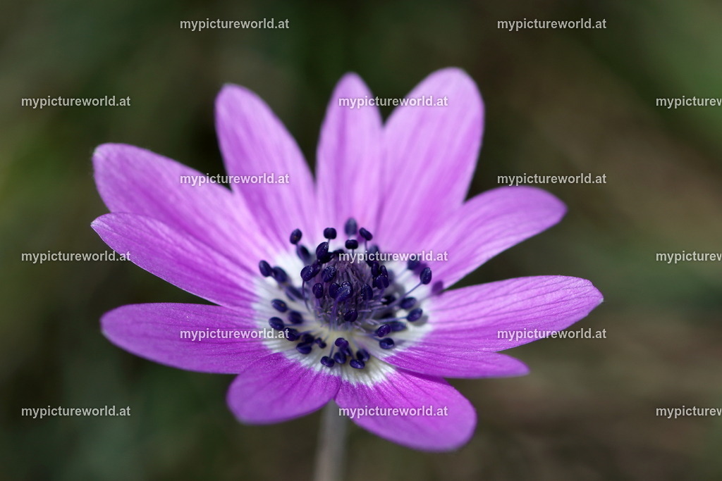 Stern-Anemone-006 | Das Bilderarchiv über Tiere, Planzen und Landschaften. In der Bilddatenbank finden Sie ein große Auswahl an hochwertigen Bilder für Ihre Werbung - Realized with Pictrs.com