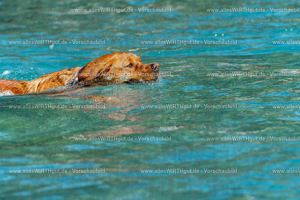 Hundeschwimmen_Volksbad_2026-allesWIRTHgut_Tierfotografie-2609061111-FAY06175 | Professionelle Tierfotografie in Mönchengladbach von Daniel Wirth (allesWIRTHgut). Liebevolle & natürliche Bilder von Hunden & Katzen für unvergessliche Erinnerungen.
