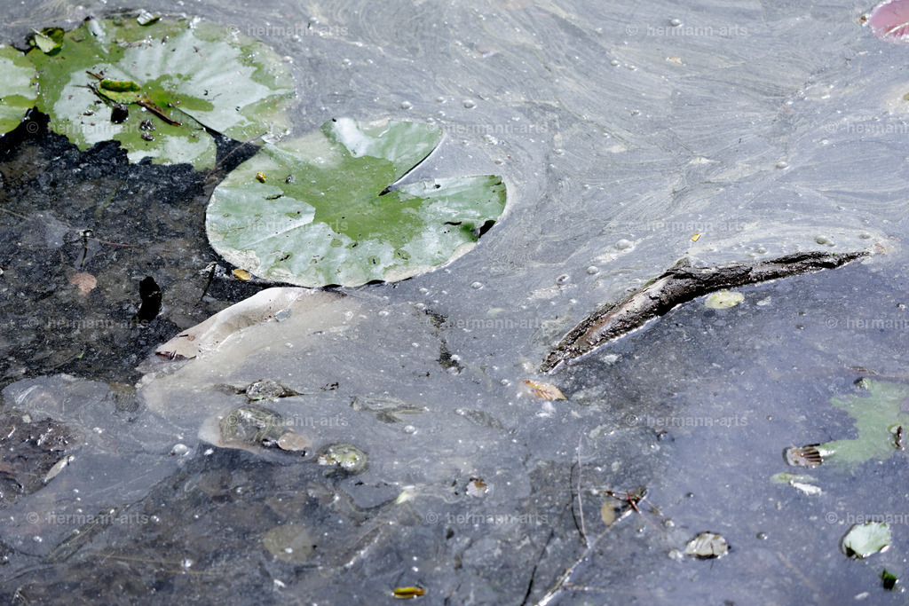 Bagno_09_07_24_DPP-68 | Photo Foto Kunst Art schwarzweiss Bilder Rheine Münster Berlin Blumen 