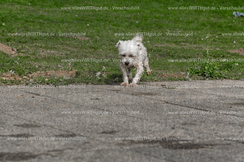 Hundeschwimmen_Volksbad_2026-allesWIRTHgut_Tierfotografie-2609061518-FAY07174 | Professionelle Tierfotografie in Mönchengladbach von Daniel Wirth (allesWIRTHgut). Liebevolle & natürliche Bilder von Hunden & Katzen für unvergessliche Erinnerungen.