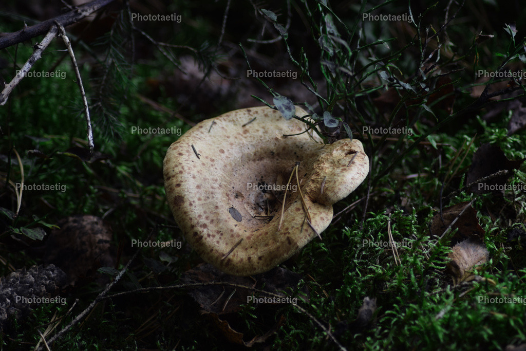 IMG_3726 | phototaetig