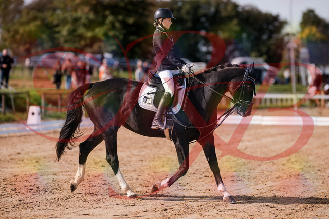 2026_10_03_Siefer-Hof_121428_Z81_16653806 | Professionelle Reitsport-, Turnier- und Eventfotografie von Robert Broda. Galerien mit ausgewählten und bearbeiteten Bildern direkt online ansehen und bestellen.