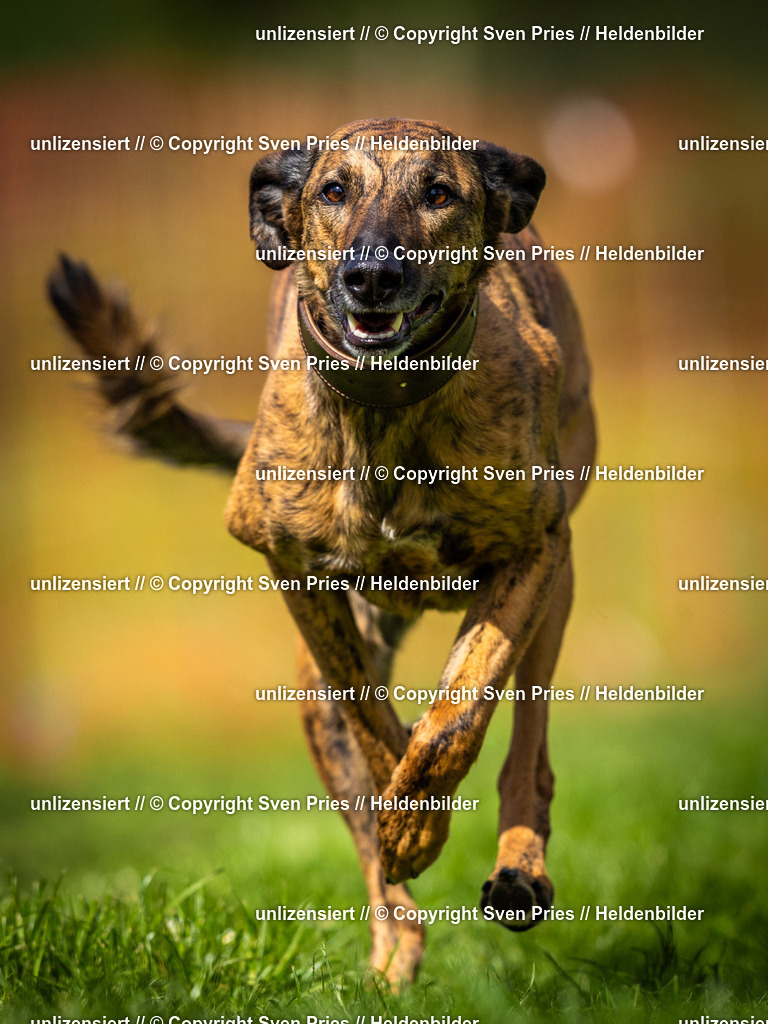 Sven Pries | 2025-04-13 - Hunderennen Baden-Baden - Realisiert mit Pictrs.com