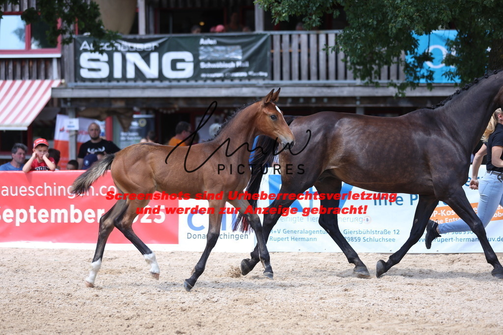 Fohlenschau_Schwäbisch_Hall_springbetonte_Fohlen_KN 39_3 | lmwpictures - Realisiert mit Pictrs.com