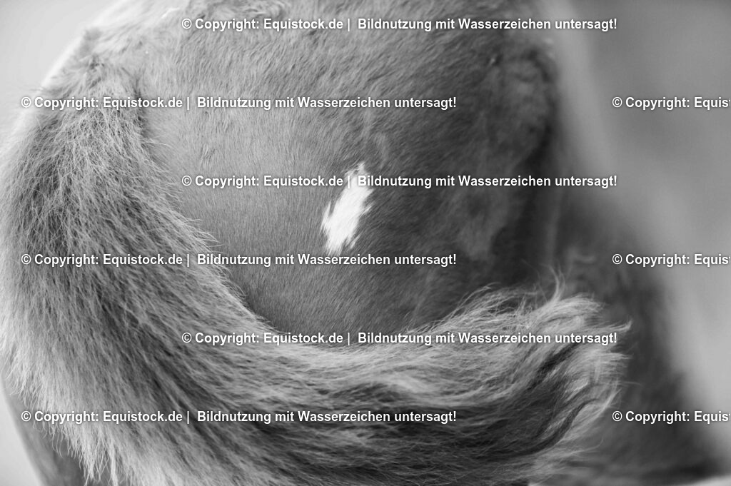 20210617_Fohlen_0370 | Foto: Thomas Hartig