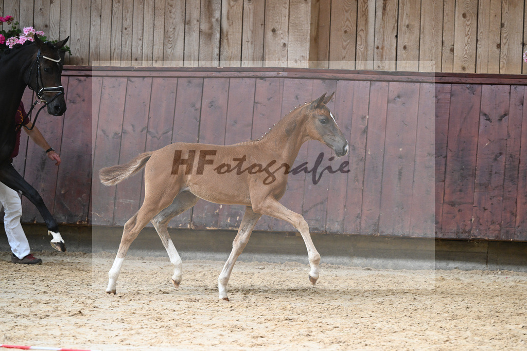 Kat-Nr. 25 HF DSP Va Bene_Richter_26230360 | hf-fotografie - Realisiert mit Pictrs.com