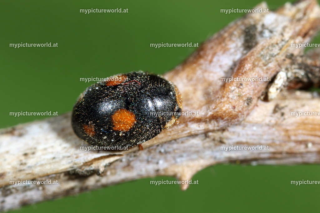 Platynaspis luteorubra-001 | Das Bilderarchiv über Tiere, Planzen und Landschaften. In der Bilddatenbank finden Sie ein große Auswahl an hochwertigen Bilder für Ihre Werbung - Realisiert mit Pictrs.com