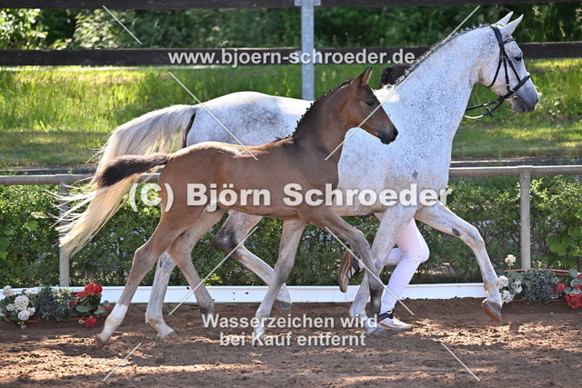 19_Quaterback - Belantis I_758_8265 | Björn Schroeder Pferdefotografie